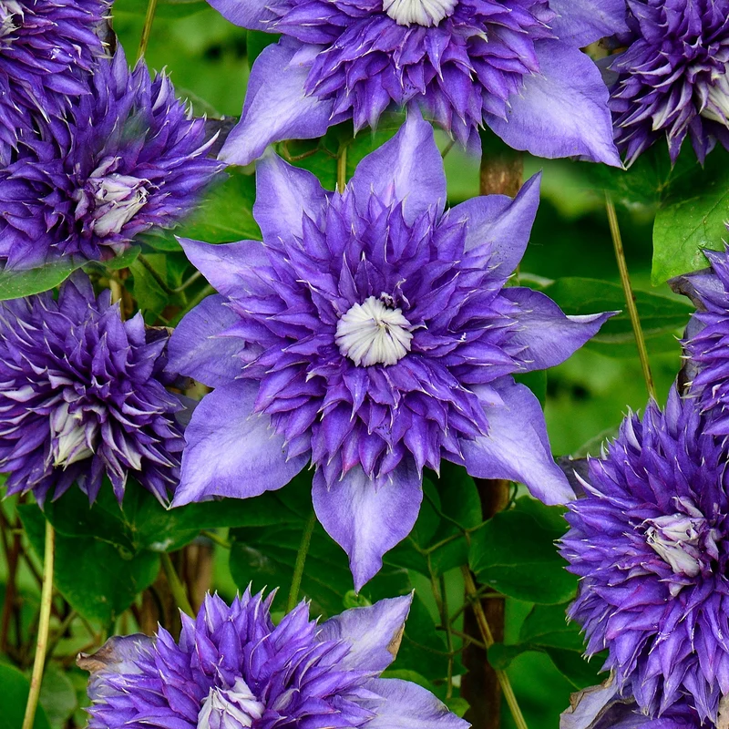 Waldrebe 'Multi Blue'