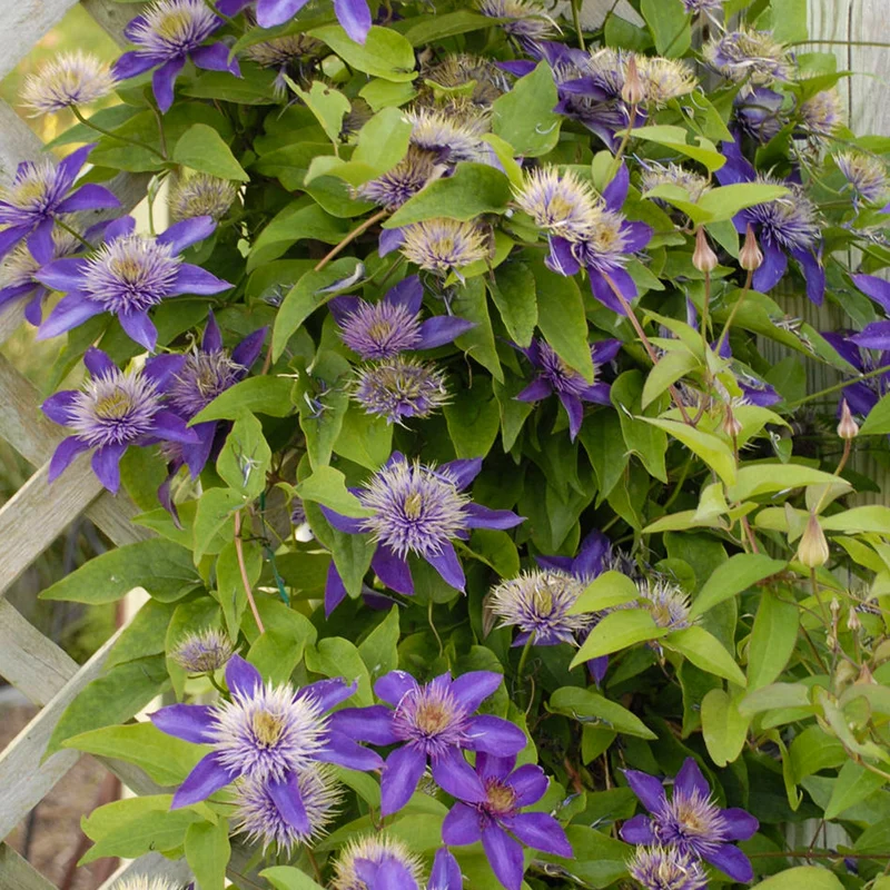 Waldrebe 'Multi Blue'