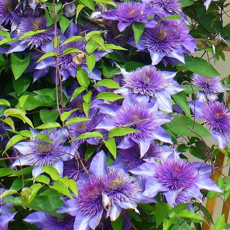 Waldrebe 'Multi Blue'
