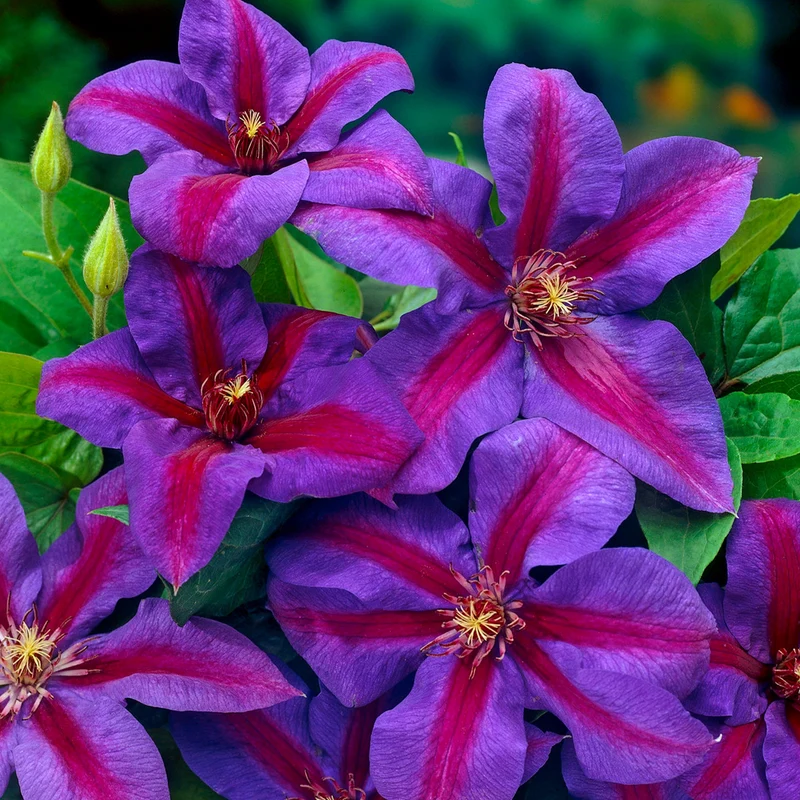 Waldrebe 'Mrs N. Thompson'