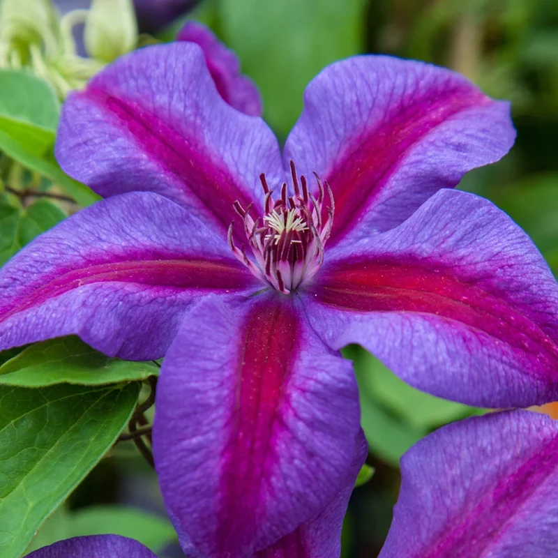 Waldrebe 'Mrs N. Thompson'