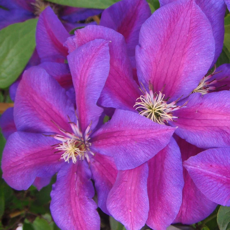 Waldrebe 'Mrs N. Thompson'