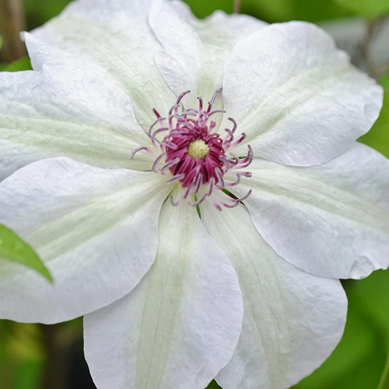 Waldrebe 'Miss Bateman'