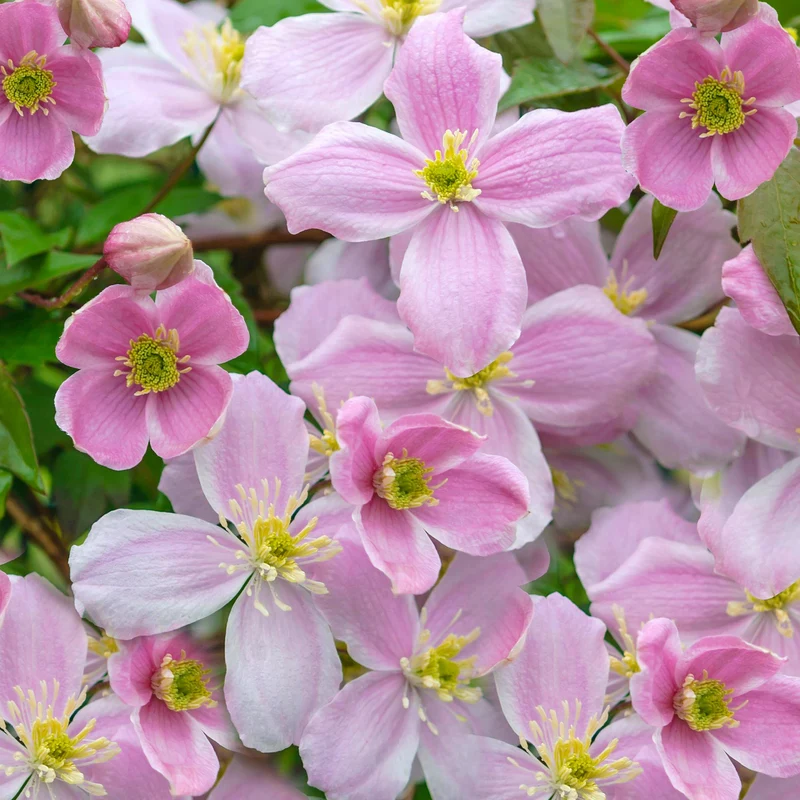 Waldrebe 'Mayleen'