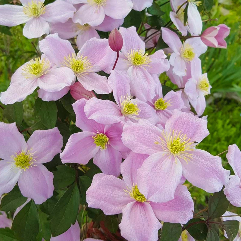 Waldrebe 'Mayleen'