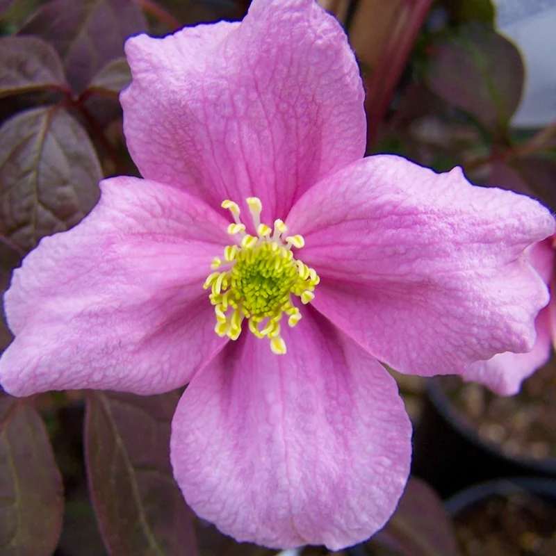 Waldrebe 'Mayleen'
