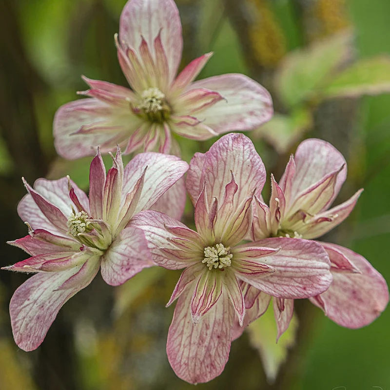 Waldrebe 'Marjorie'