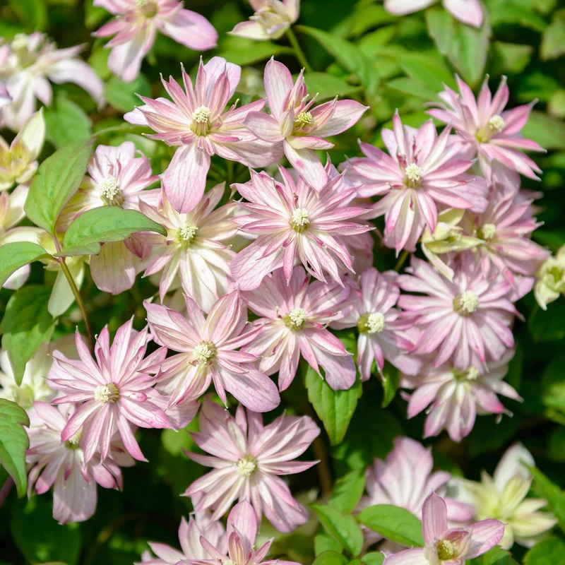 Waldrebe 'Marjorie'