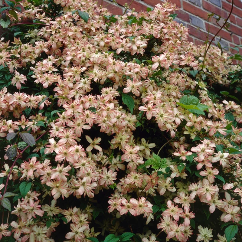 Waldrebe 'Marjorie'
