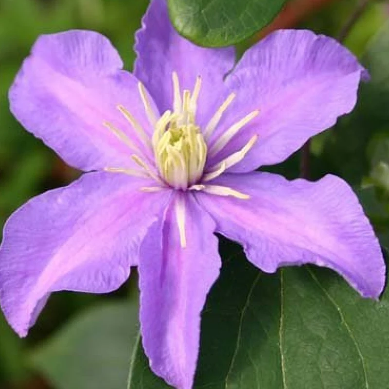 Waldrebe 'Justa'