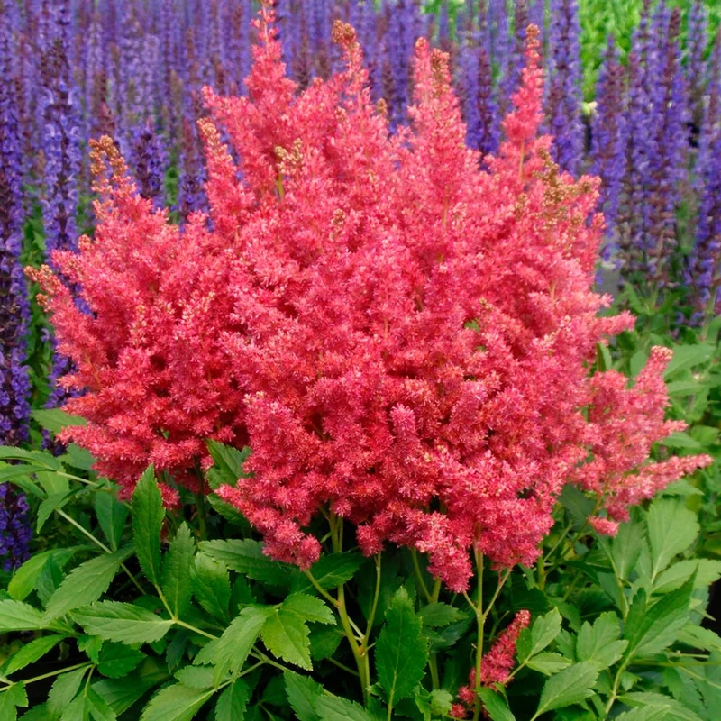 Prachtspiere 'Short 'n' Sweet Fireberry'
