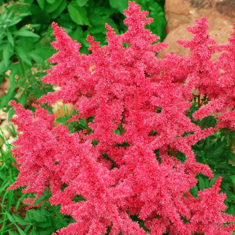 Prachtspiere 'Short 'n' Sweet Fireberry'