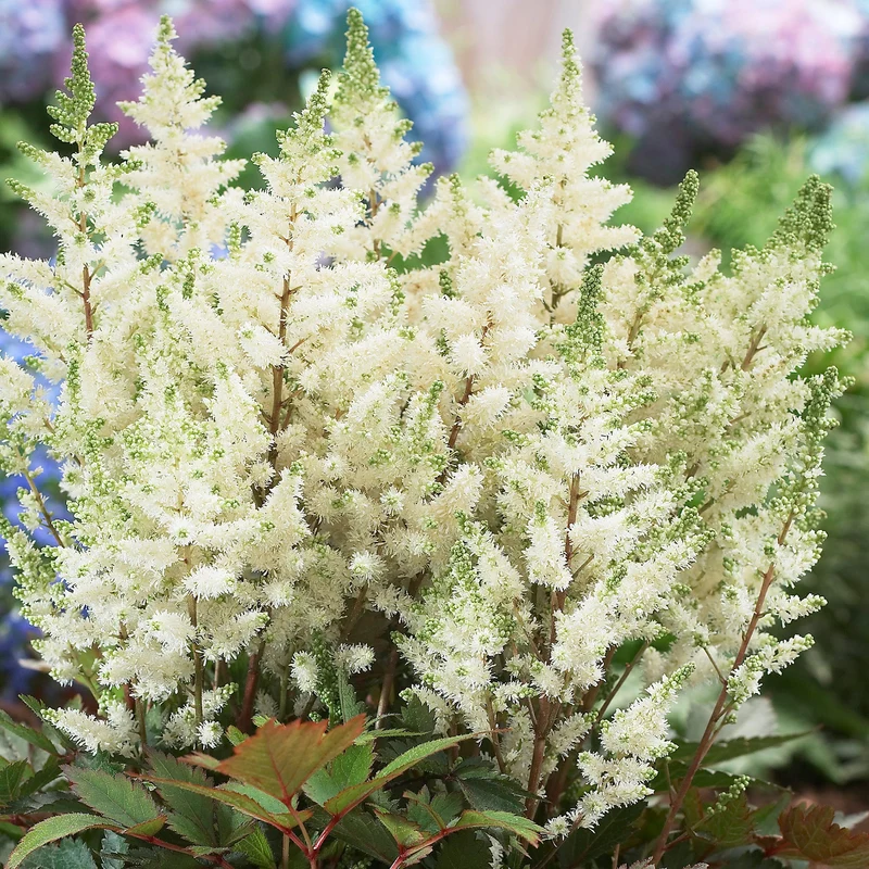 Prachtspiere 'Happy Day'