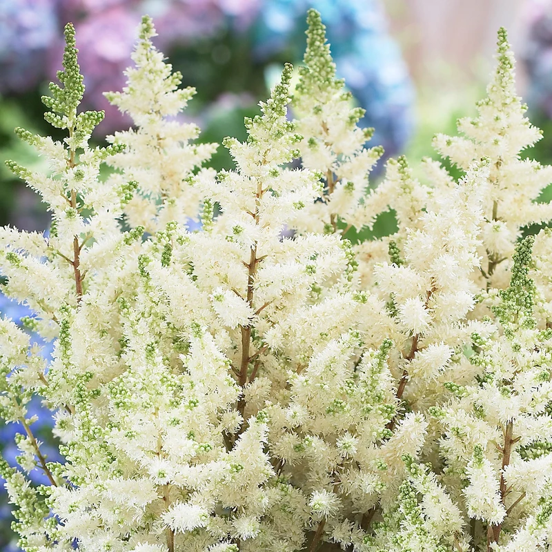 Prachtspiere 'Happy Day'