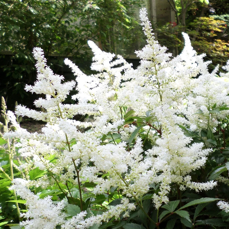 Prachtspiere 'Happy Day'