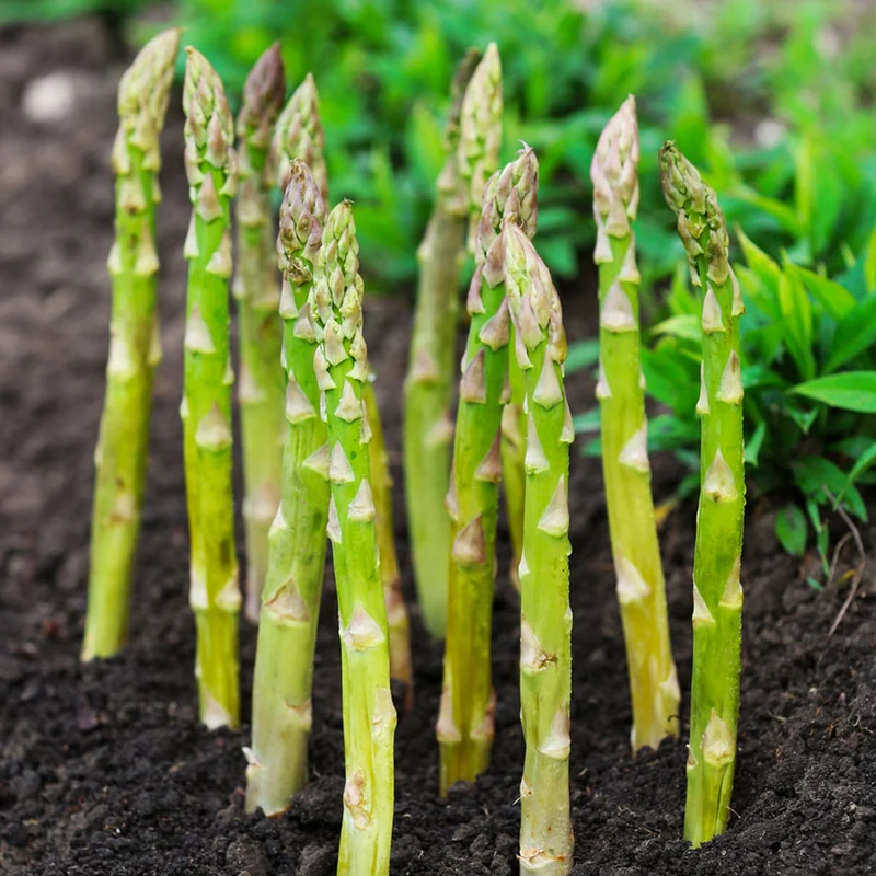 Spargel 'Gijnlim'