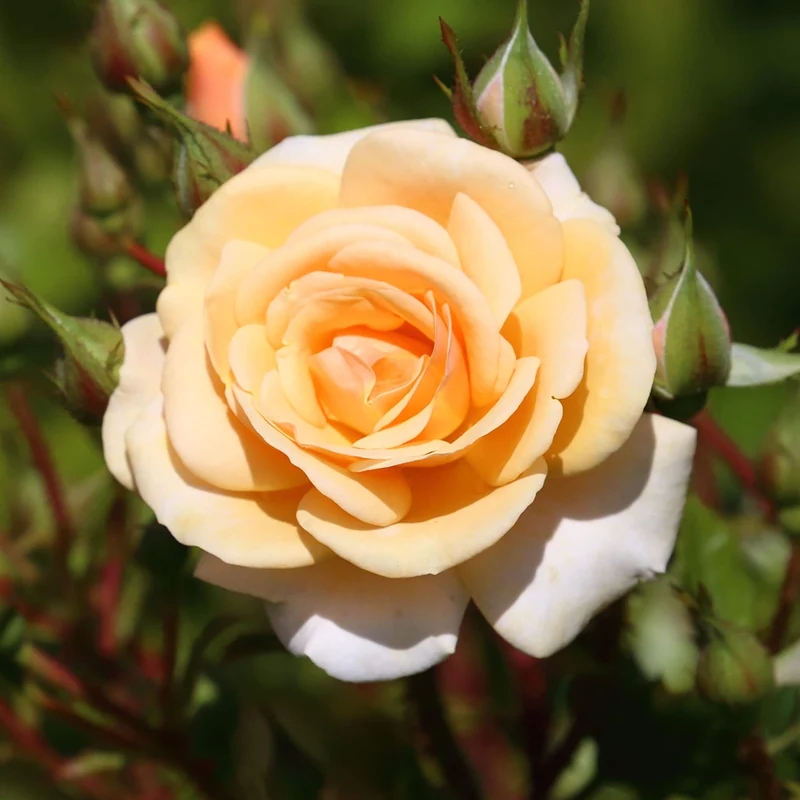 Rose in Apricot