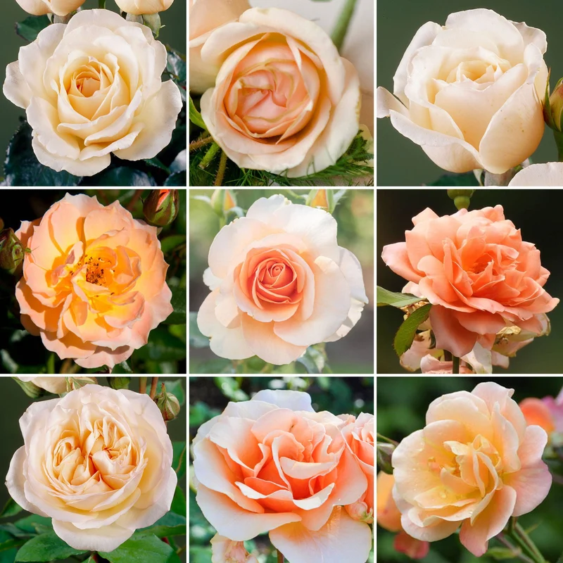 Rose in Apricot