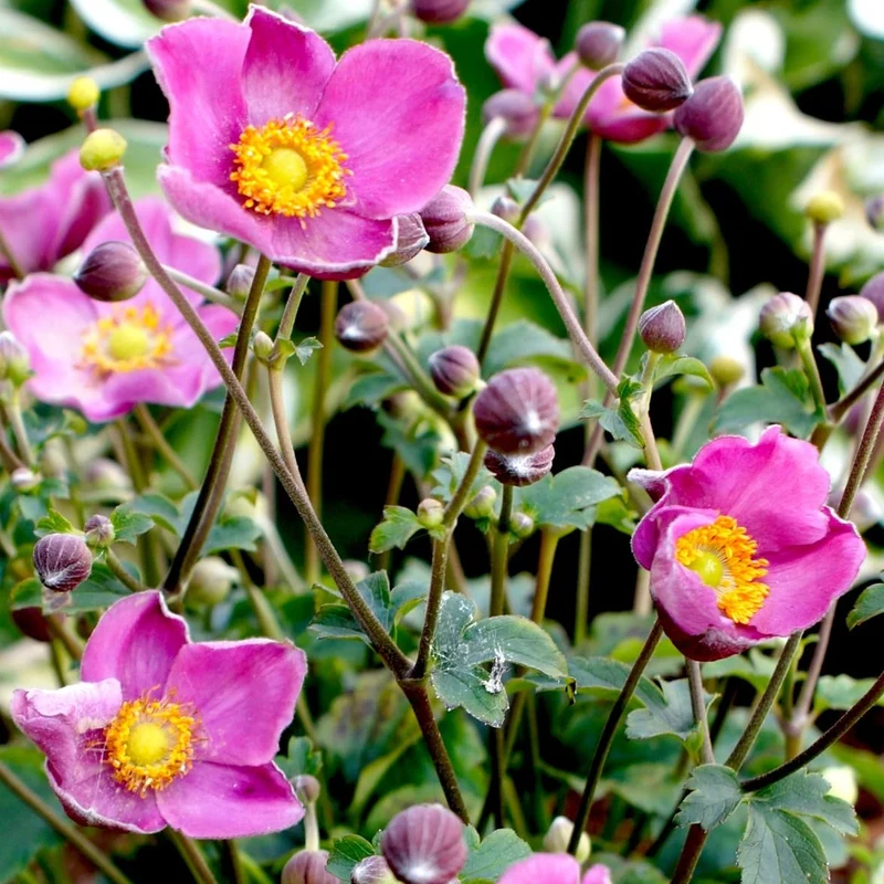 Windröschen 'Fantasy Jasmine'
