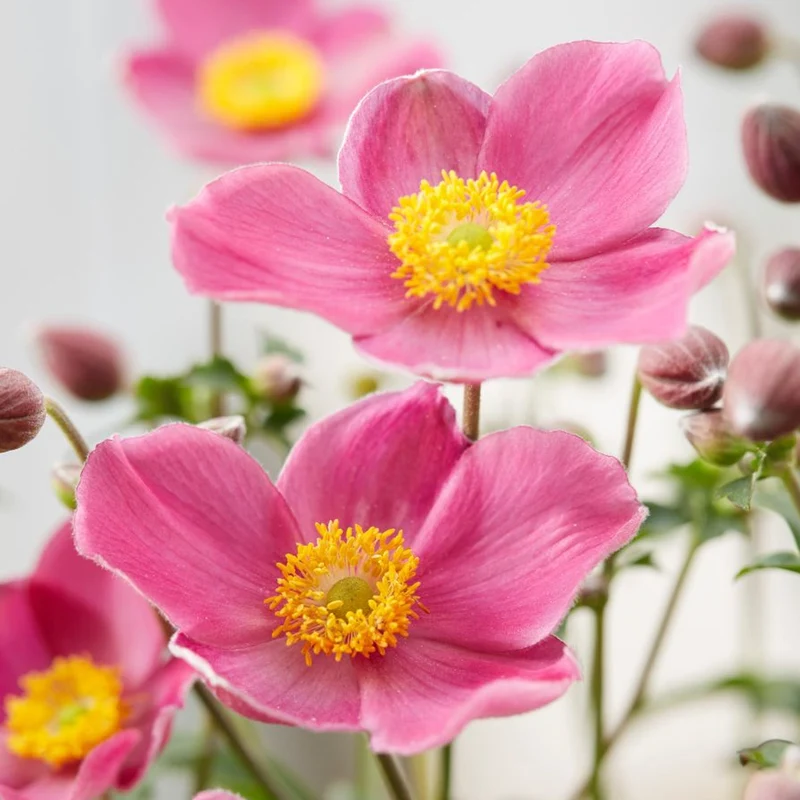 Windröschen 'Fantasy Jasmine'