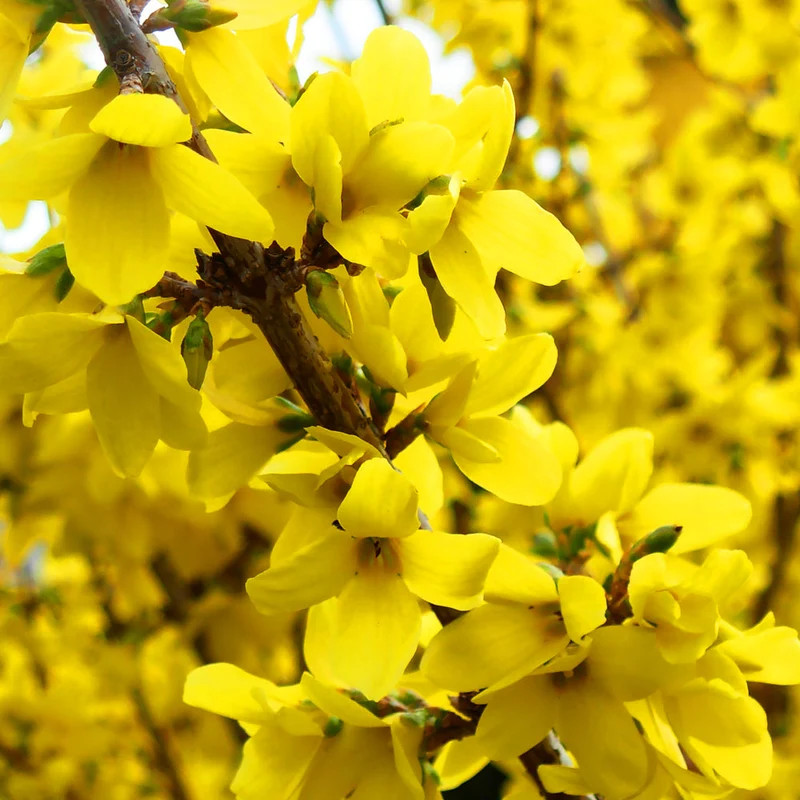Forsythie 'Nimbus'