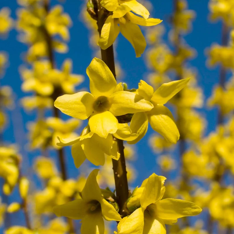 Forsythie 'Nimbus'