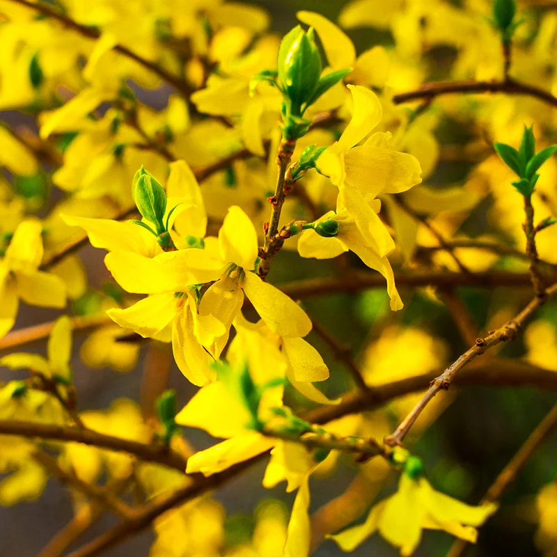 Forsythie 'Nimbus'