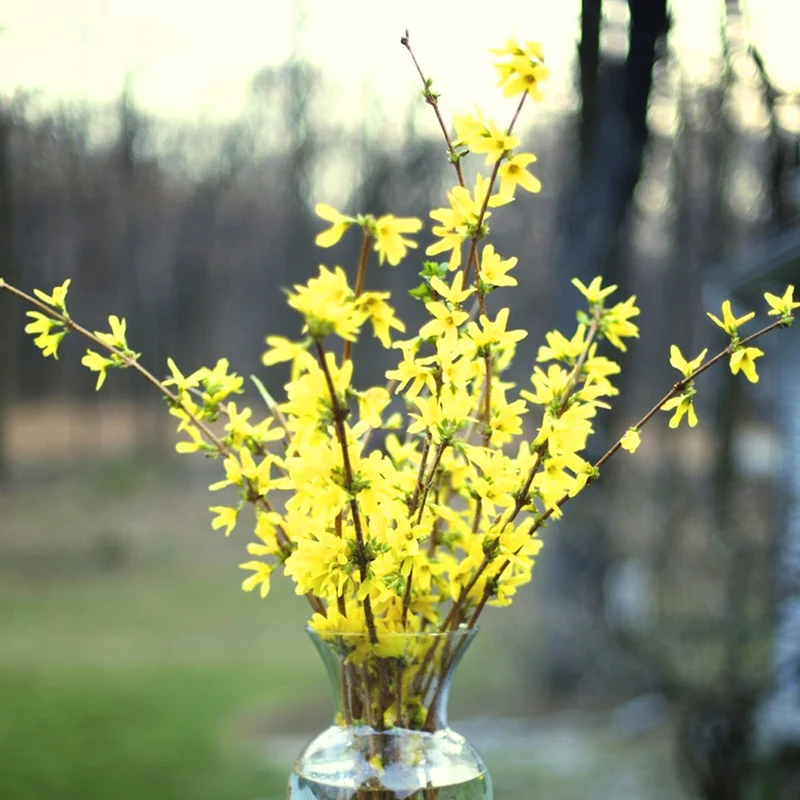 Forsythie 'Nimbus'