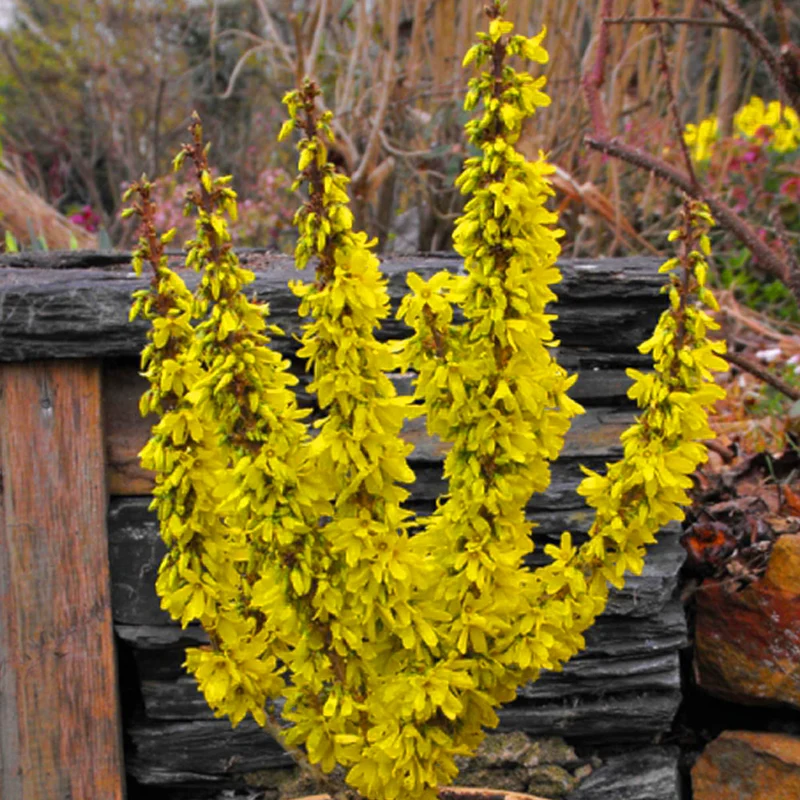 Forsythie 'Nimbus'