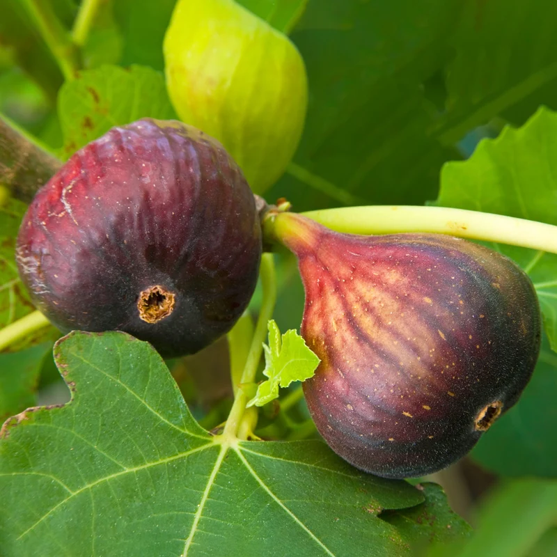 Feige 'Brown Turkey'