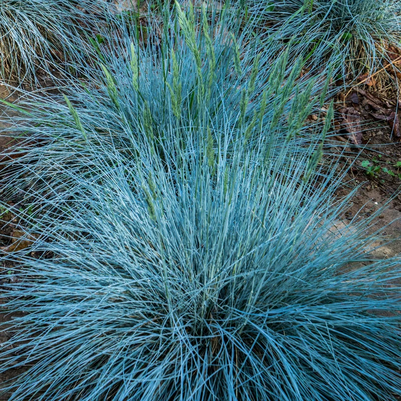 Blauschwingel 'Intense Blue'
