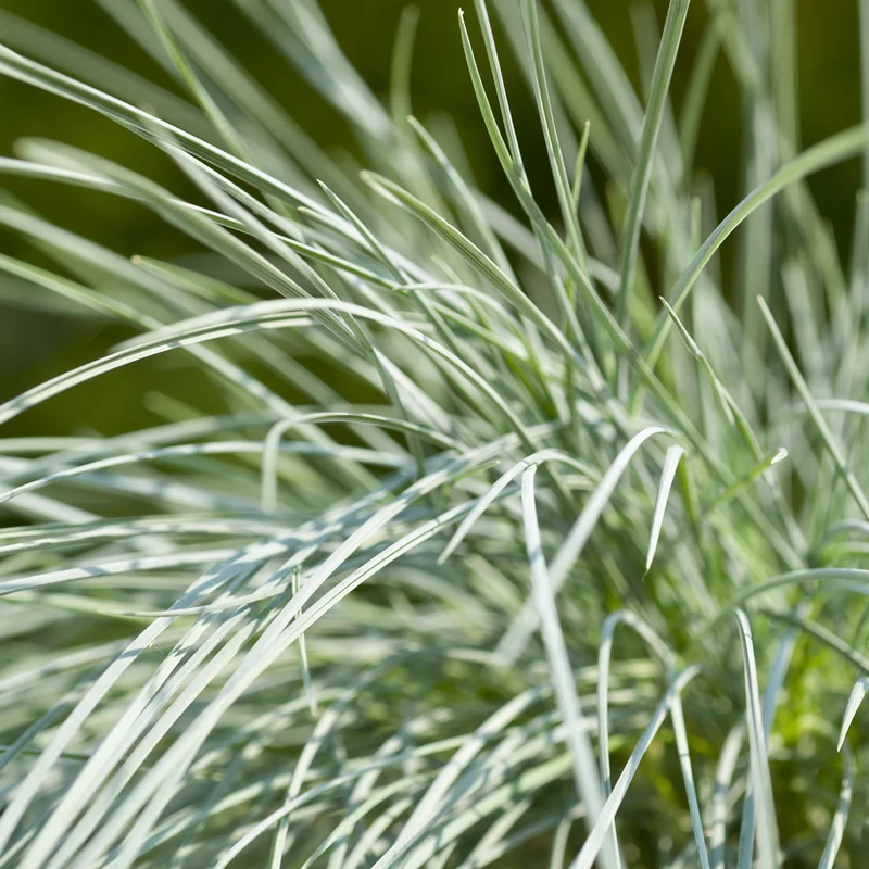 Blauschwingel 'Intense Blue'