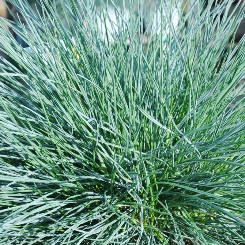 Blauschwingel 'Intense Blue'