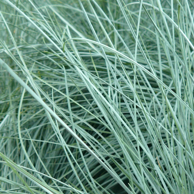 Blauschwingel 'Intense Blue'