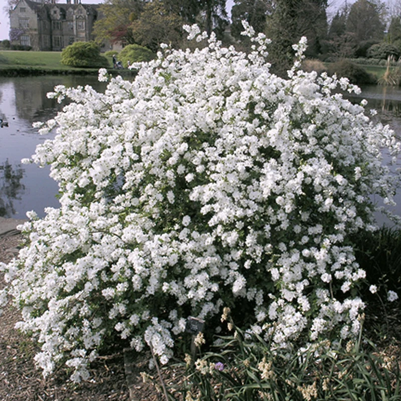 Brautspiere 'The Bride'