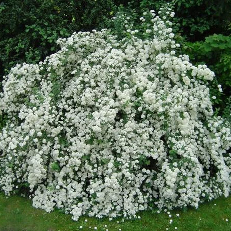 Brautspiere 'The Bride'