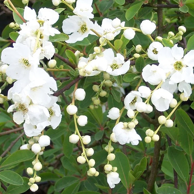 Brautspiere 'The Bride'