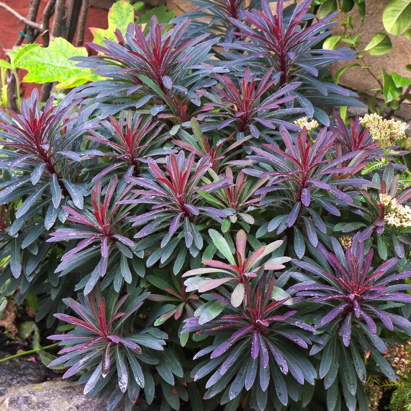 Wolfsmilch 'Miner's Merlot'