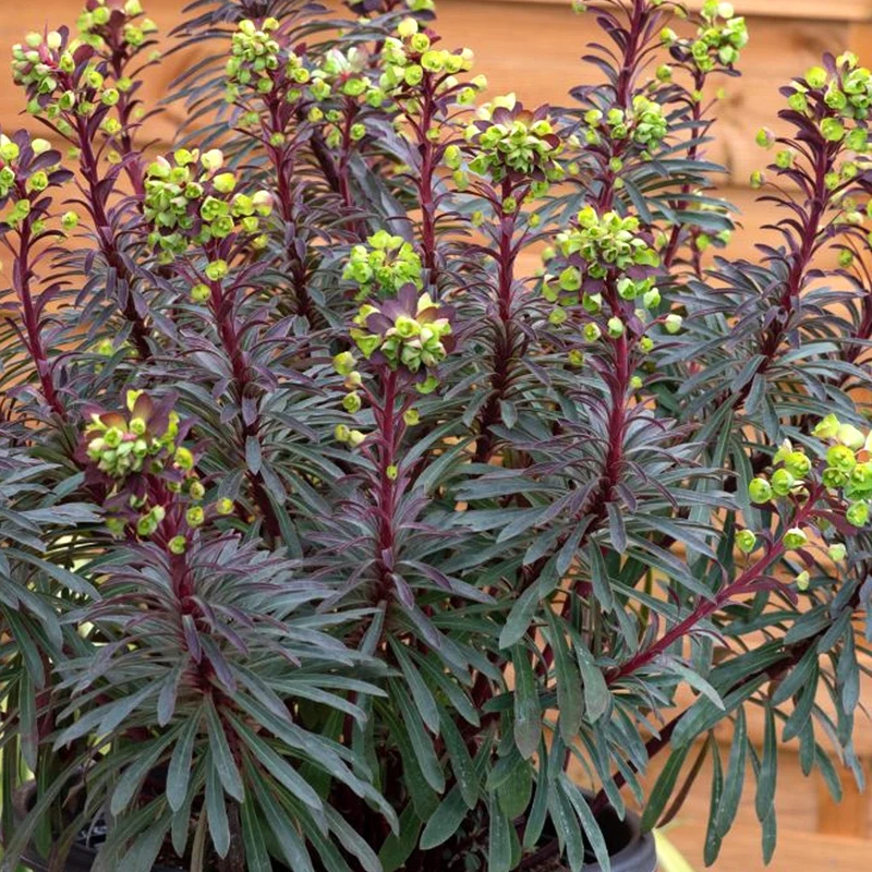 Wolfsmilch 'Miner's Merlot'