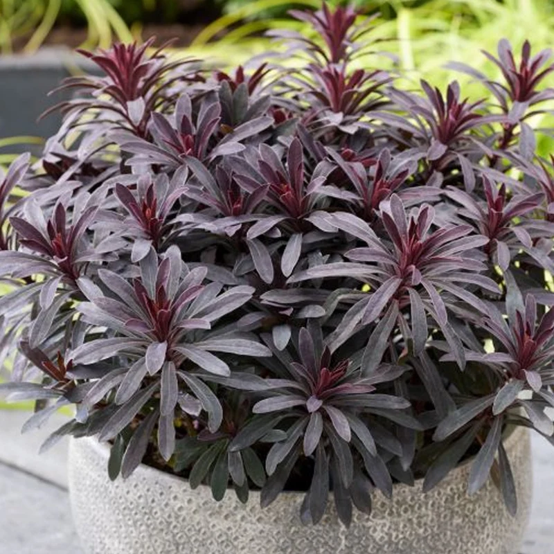 Wolfsmilch 'Miner's Merlot'