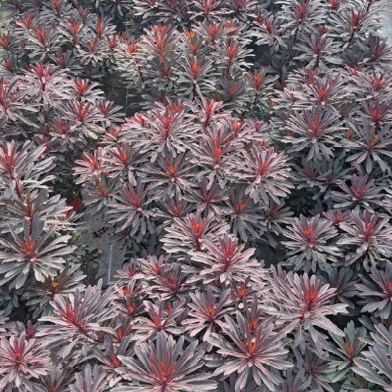Wolfsmilch 'Miner's Merlot'