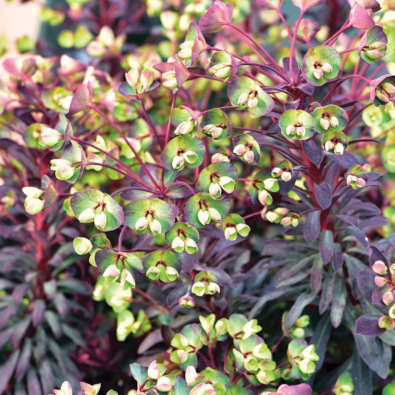 Wolfsmilch 'Miner's Merlot'