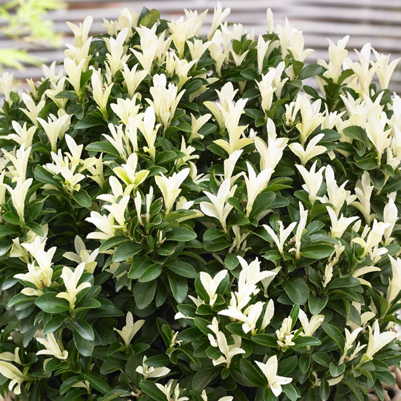 Spindelstrauch 'Paloma Blanca'