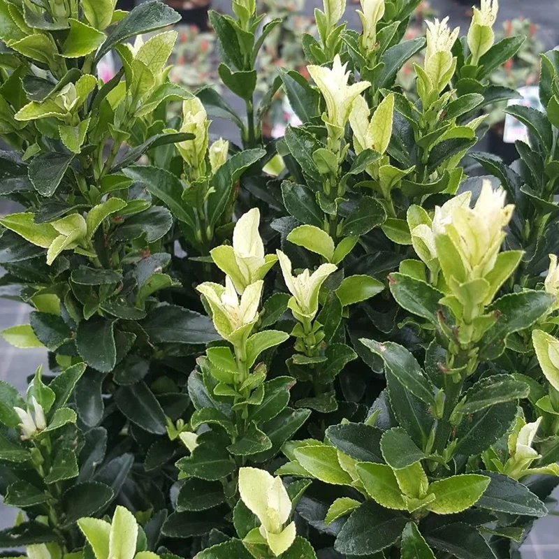 Spindelstrauch 'Paloma Blanca'