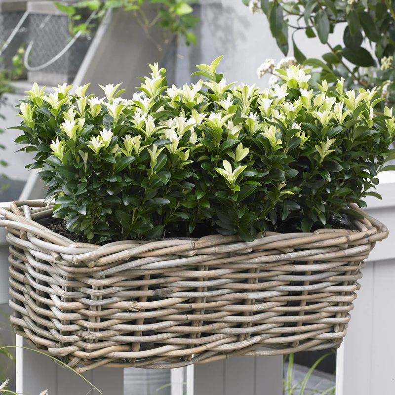 Spindelstrauch 'Paloma Blanca'
