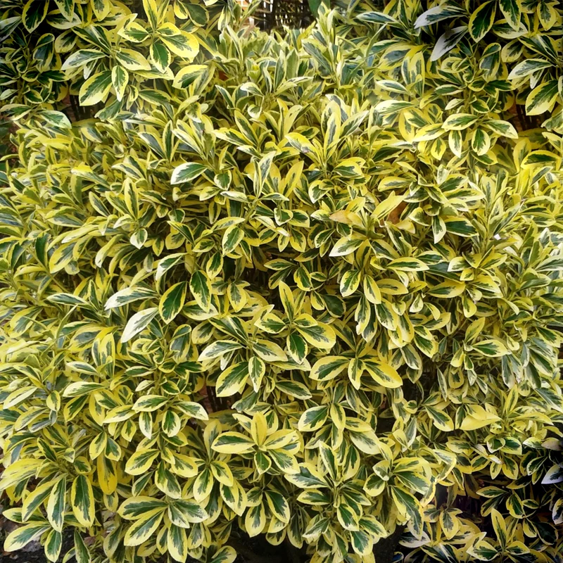 Spindelstrauch 'Ovatus Aureus'