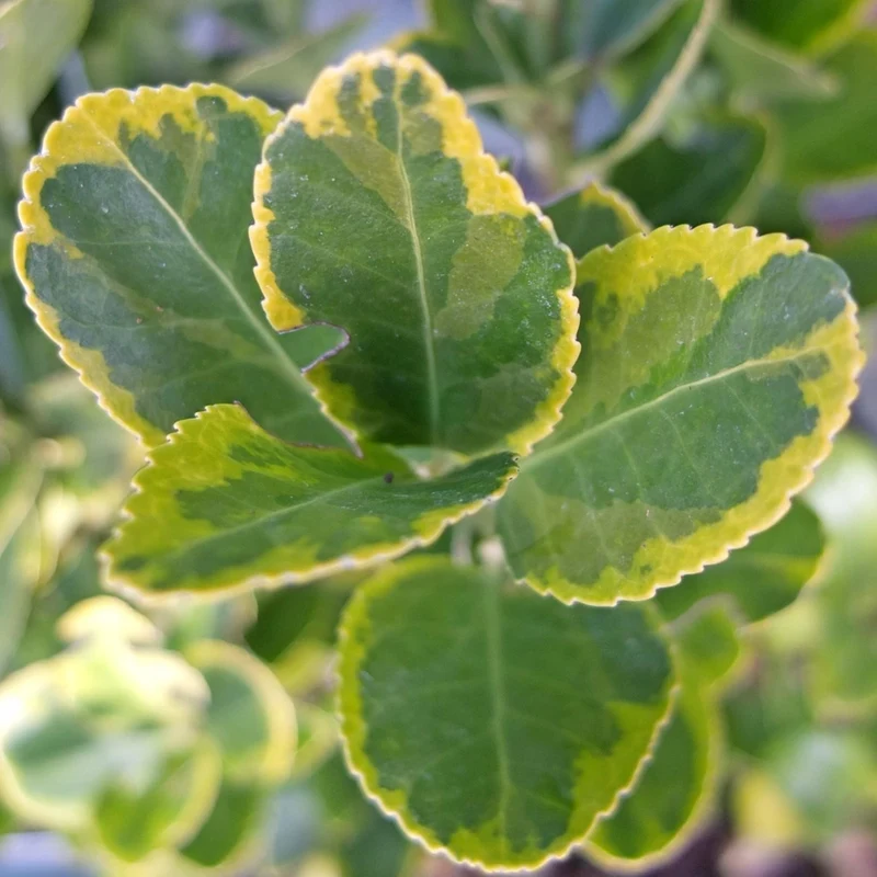 Spindelstrauch 'Ovatus Aureus'