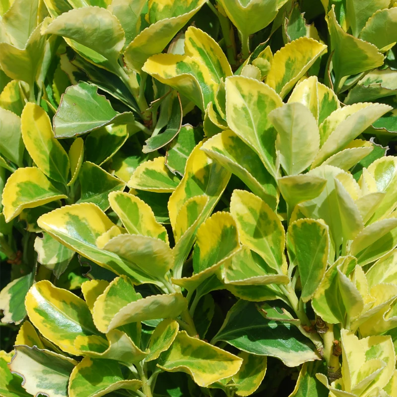 Spindelstrauch 'Ovatus Aureus'
