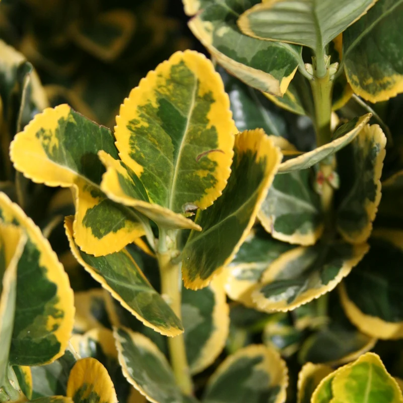 Spindelstrauch 'Ovatus Aureus'