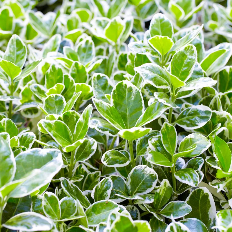 Spindelstrauch 'Kathy'